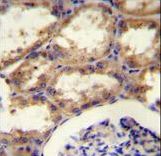 MAFK Antibody - SEPT9 Antibody (A555) immunohistochemistry of formalin-fixed and paraffin-embedded kidney tissue followed by peroxidase-conjugated secondary antibody and DAB staining.