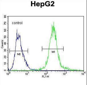 MAFK Antibody - SEPT9 Antibody (A555) flow cytometry of HepG2 cells (right histogram) compared to a negative control cell (left histogram). FITC-conjugated goat-anti-rabbit secondary antibodies were used for the analysis.
