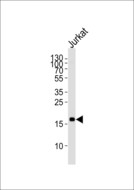 MAFK Antibody - Western blot of lysate from Jurkat cell line with MAFK Antibody. Antibody was diluted at 1:1000. A goat anti-mouse IgG H&L (HRP) at 1:3000 dilution was used as the secondary antibody. Lysate at 35 ug.