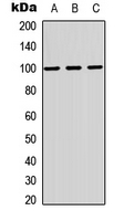 MAG Antibody - Western blot analysis of MAG expression in HepG2 (A); Raw264.7 (B); H9C2 (C) whole cell lysates.