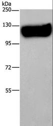 MAG Antibody - Western blot analysis of Mouse brain tissue, using MAG Polyclonal Antibody at dilution of 1:400.