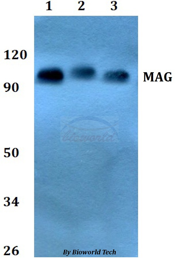 MAG Antibody - Western blot of MAG antibody at 1:500 dilution. Lane 1: HEK293T whole cell lysate. Lane 2: Raw264.7 whole cell lysate. Lane 3: H9C2 whole cell lysate.