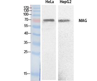 MAG Antibody - Western Blot analysis of extracts from HeLa, HepG2 cells using MAG Antibody.