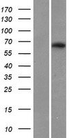 MAG Protein - Western validation with an anti-DDK antibody * L: Control HEK293 lysate R: Over-expression lysate