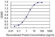 MAGE12 / MAGEA12 Antibody - Detection limit for recombinant GST tagged MAGEA12 is 0.03 ng/ml as a capture antibody.