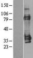MAGEA1 / MAGE 1 Protein - Western validation with an anti-DDK antibody * L: Control HEK293 lysate R: Over-expression lysate