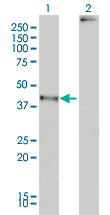 MAGEA2 Antibody - Western Blot analysis of MAGEA2 expression in transfected 293T cell line by MAGEA2 monoclonal antibody (M01), clone 1H4.Lane 1: MAGEA2 transfected lysate(35 KDa).Lane 2: Non-transfected lysate.