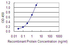 MAGEA2 Antibody - Detection limit for recombinant GST tagged MAGEA2 is 0.03 ng/ml as a capture antibody.