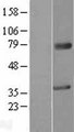 MAGEA2 Protein - Western validation with an anti-DDK antibody * L: Control HEK293 lysate R: Over-expression lysate