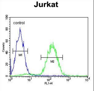 MAGEA3 Antibody - MAGEA3 Antibody flow cytometry of Jurkat cells (right histogram) compared to a negative control cell (left histogram). FITC-conjugated goat-anti-rabbit secondary antibodies were used for the analysis.