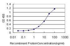 MAGEA3 Antibody - Detection limit for recombinant GST tagged MAGEA3 is approximately 0.3 ng/ml as a capture antibody.
