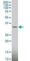 MAGEA4 Antibody - MAGEA4 monoclonal antibody (M01), clone 3D12 Western Blot analysis of MAGEA4 expression in HeLa NE.