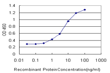 MAGEA4 Antibody - Detection limit for recombinant GST tagged MAGEA4 is approximately 0.3 ng/ml as a capture antibody.