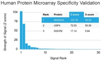 MAGEA4 Antibody - Analysis of HuProt(TM) microarray containing more than 19,000 full-length human proteins using MAGEA4 antibody. These results demonstrate the foremost specificity of the CPTC-MAGEA4-1 mAb. Z- and S- score: The Z-score represents the strength of a signal that an antibody (in combination with a fluorescently-tagged anti-IgG secondary Ab) produces when binding to a particular protein on the HuProt(TM) array. Z-scores are described in units of standard deviations (SD's) above the mean value of all signals generated on that array. If the targets on the HuProt(TM) are arranged in descending order of the Z-score, the S-score is the difference (also in units of SD's) between the Z-scores. The S-score therefore represents the relative target specificity of an Ab to its intended target.
