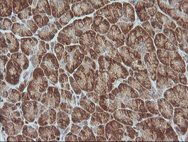 MAGEA4 Antibody - IHC of paraffin-embedded Human pancreas tissue using anti-MAGEA4 mouse monoclonal antibody.