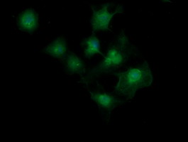 MAGEA4 Antibody - Anti-MAGEA4 mouse monoclonal antibody immunofluorescent staining of COS7 cells transiently transfected by pCMV6-ENTRY MAGEA4.
