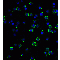 MAGEA4 Antibody - Immunofluorescence of MAGEA4 inHeLa cells with MAGEA4 antibody at 20 µg/ml.