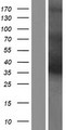 MAGEA4 Protein - Western validation with an anti-DDK antibody * L: Control HEK293 lysate R: Over-expression lysate