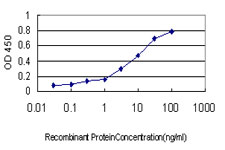 MAGEA8 Antibody - Detection limit for recombinant GST tagged MAGEA8 is approximately 0.1 ng/ml as a capture antibody.