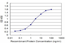 MAGEA9 Antibody - Detection limit for recombinant GST tagged MAGEA9 is approximately 0.1 ng/ml as a capture antibody.