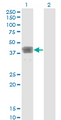MAGEB1 Antibody - Western Blot analysis of MAGEB1 expression in transfected 293T cell line by MAGEB1 monoclonal antibody (M01), clone 2A4.Lane 1: MAGEB1 transfected lysate (Predicted MW: 39 KDa).Lane 2: Non-transfected lysate.