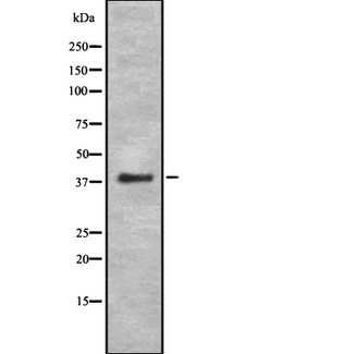 MAGEB4 Antibody - Western blot analysis of MAGB4 using COS7 whole cells lysates