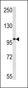 MAGEC1 Antibody - Western blot of MAGEC1 antibody in K562 cell line lysates (35 ug/lane). MAGEC1 (arrow) was detected using the purified antibody.