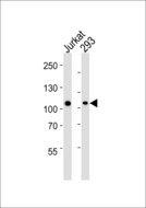 MAGED1 / NRAGE Antibody - Western blot of lysates from Jurkat, 293 cell line (from left to right) with MAGED1 Antibody. Antibody was diluted at 1:1000 at each lane. A goat anti-mouse IgG H&L (HRP) at 1:3000 dilution was used as the secondary antibody. Lysates at 35 ug per lane.