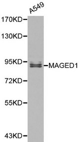 MAGED1 / NRAGE Antibody - Western blot of MAGED1 pAb in extracts from A549 cells.