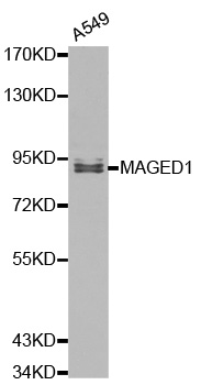 MAGED1 / NRAGE Antibody - Western blot analysis of A549 cell lysate.