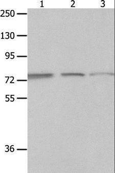 MAGED1 / NRAGE Antibody - Western blot analysis of A549, Jurkat and 293T cell, using MAGED1 Polyclonal Antibody at dilution of 1:1200.