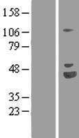MAGED1 / NRAGE Protein - Western validation with an anti-DDK antibody * L: Control HEK293 lysate R: Over-expression lysate