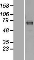 MAGED2 Protein - Western validation with an anti-DDK antibody * L: Control HEK293 lysate R: Over-expression lysate