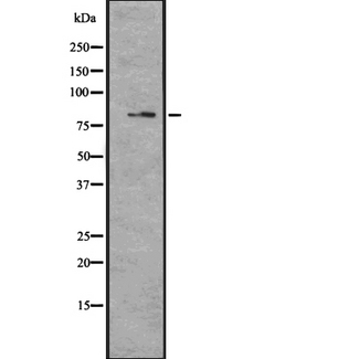 MAGED4 Antibody - Western blot analysis of MAGD4 expression in U373 cells lysate. The lane on the left is treated with the antigen-specific peptide.