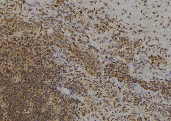 MAGED4 Antibody - 1:100 staining human spleen tissue by IHC-P. The sample was formaldehyde fixed and a heat mediated antigen retrieval step in citrate buffer was performed. The sample was then blocked and incubated with the antibody for 1.5 hours at 22°C. An HRP conjugated goat anti-rabbit antibody was used as the secondary.