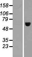 MAGEE2 Protein - Western validation with an anti-DDK antibody * L: Control HEK293 lysate R: Over-expression lysate