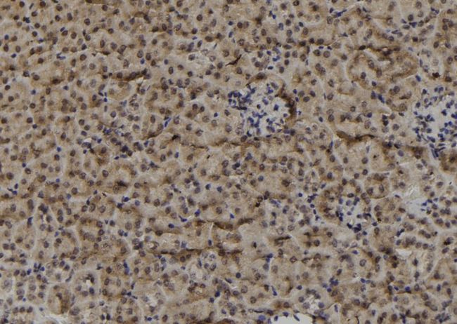 MAGEF1 Antibody - 1:100 staining mouse kidney tissue by IHC-P. The sample was formaldehyde fixed and a heat mediated antigen retrieval step in citrate buffer was performed. The sample was then blocked and incubated with the antibody for 1.5 hours at 22°C. An HRP conjugated goat anti-rabbit antibody was used as the secondary.
