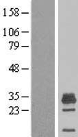 MAGEH1 / APR1 Protein - Western validation with an anti-DDK antibody * L: Control HEK293 lysate R: Over-expression lysate