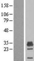 MAGEH1 / APR1 Protein - Western validation with an anti-DDK antibody * L: Control HEK293 lysate R: Over-expression lysate
