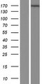 MAGI1 Protein - Western validation with an anti-DDK antibody * L: Control HEK293 lysate R: Over-expression lysate
