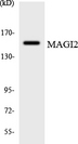 MAGI2 / AIP-1 Antibody - Western blot analysis of the lysates from 293 cells using MAGI2 antibody.