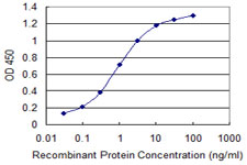 MAGI2 / AIP-1 Antibody - Detection limit for recombinant GST tagged MAGI2 is 0.03 ng/ml as a capture antibody.