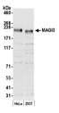 MAGI3 Antibody - Detection of human MAGI3 by western blot. Samples: Whole cell lysate (15 µg) from HeLa and 293T cells prepared using NETN lysis buffer. Antibody: Affinity purified rabbit anti-MAGI3 antibody used for WB at 0.04 µg/ml. Detection: Chemiluminescence with an exposure time of 30 seconds.
