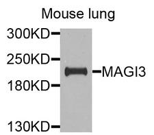 MAGI3 Antibody - Western blot analysis of extracts of mouse lung cells.