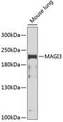 MAGI3 Antibody - Western blot analysis of extracts of mouse lung using MAGI3 Polyclonal Antibody at dilution of 1:1000.