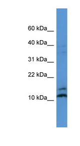 MAGOH Antibody - MAGOH antibody Western blot of MCF7 cell lysate.  This image was taken for the unconjugated form of this product. Other forms have not been tested.