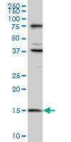 MAGOH Antibody - MAGOH monoclonal antibody (M01), clone 6E11. Western blot of MAGOH expression in HeLa.