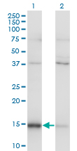MAGOH Antibody - Western blot of MAGOH expression in transfected 293T cell line by MAGOH monoclonal antibody (M01), clone 6E11.