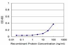 MAGOH Antibody - Detection limit for recombinant GST tagged MAGOH is approximately 3 ng/ml as a capture antibody.