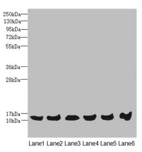 MAGOH Antibody - Western blot All Lanes: MAGOH antibody at 4.69 ug/ml Lane 1: Mouse kidney tissue Lane 2: A431 whole cell lysate Lane 3: Jurkat whole cell lysate Lane 4: Raji whole cell lysate Lane 5: K562 whole cell lysate Lane 6: Hela whole cell lysate Secondary Goat polyclonal to rabbit IgG at 1/10000 dilution Predicted band size: 18,13 kDa Observed band size: 17 kDa
